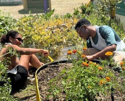 Students tend to garden
