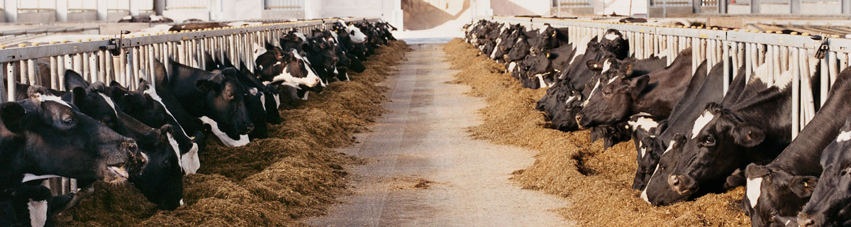 Farm with cows