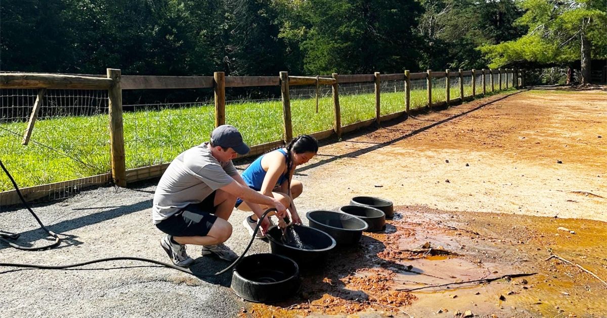 Students volunteer at the White Pig Animal Sanctuary