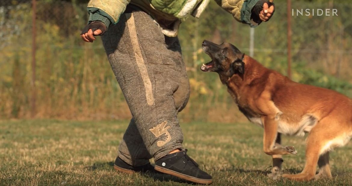 A still frame from the Business Insider documentary shows a dog attacking its trainer.