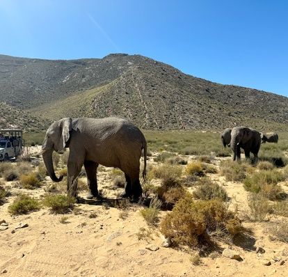 Elephants seen on safari