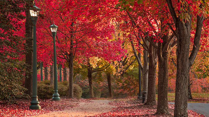 Zoom With These Fall Photos | University of Virginia School of Law