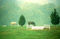Albemarle farm